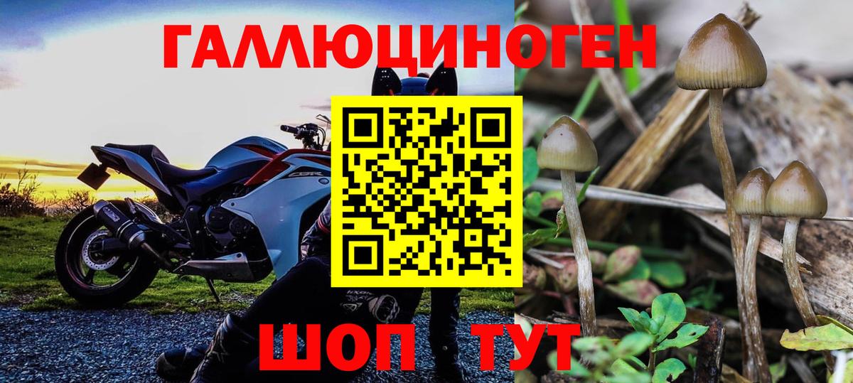 где найти   Псилоцибиновые грибы GOLDEN TEACHER  Вход с VPN  Каменск-Шахтинский 